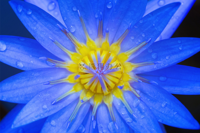 开花 特写 露水