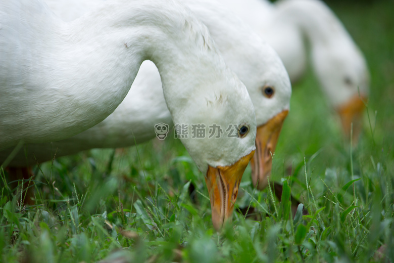 动物 喙 生物学