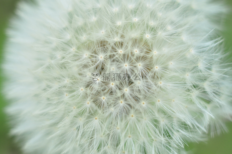 美丽的 开花 绽放