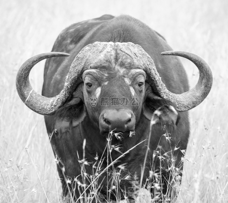 非洲 动物 摄影