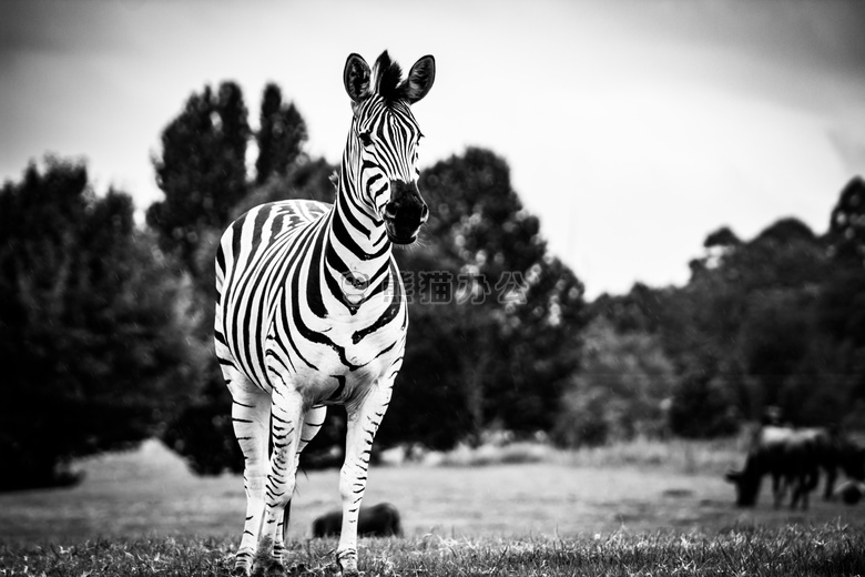 动物 摄影 黑白