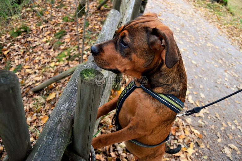 amstaff 动物 犬