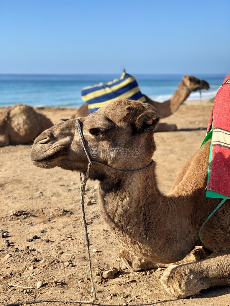 动物 阿拉伯的 骆驼