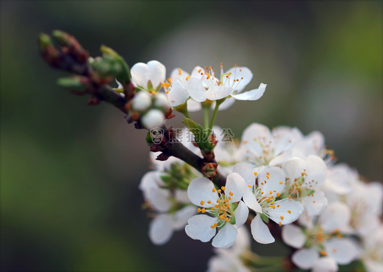 开花 分支 特写