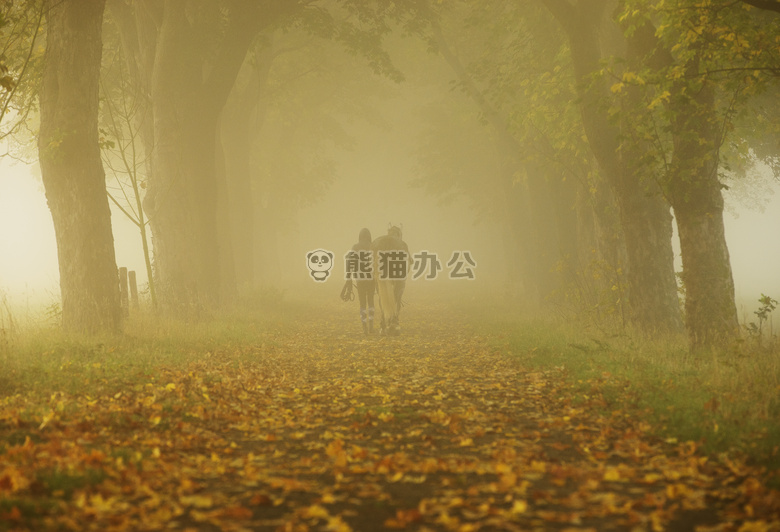 背光 乡村 日光