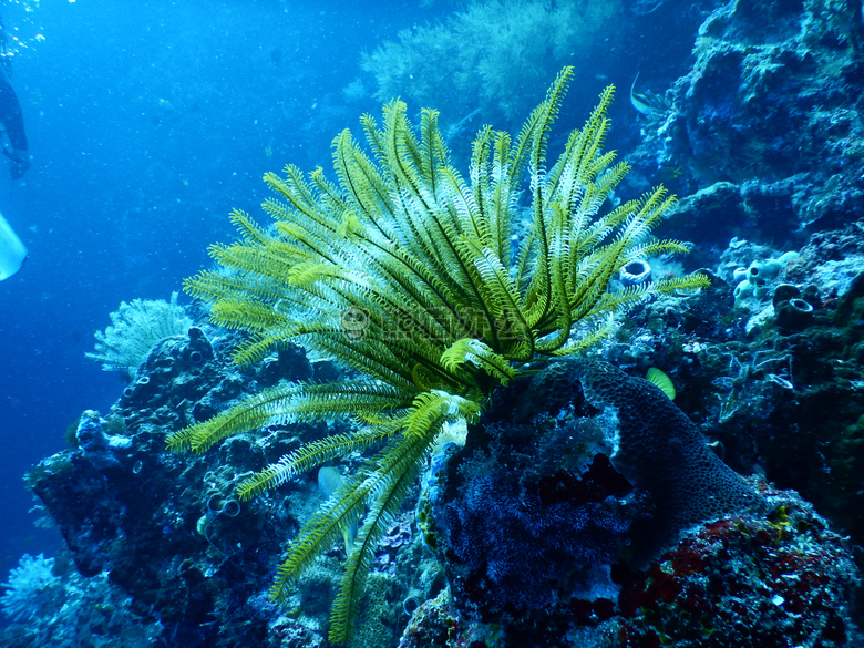 水生 特写 珊瑚