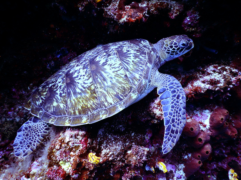 动物 水族馆 水生