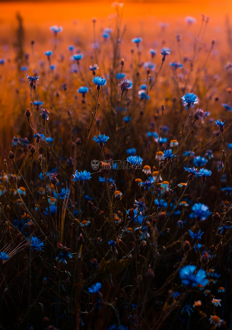 蓝色 花 模糊