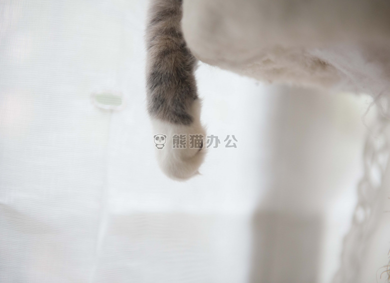 动物 模糊 猫