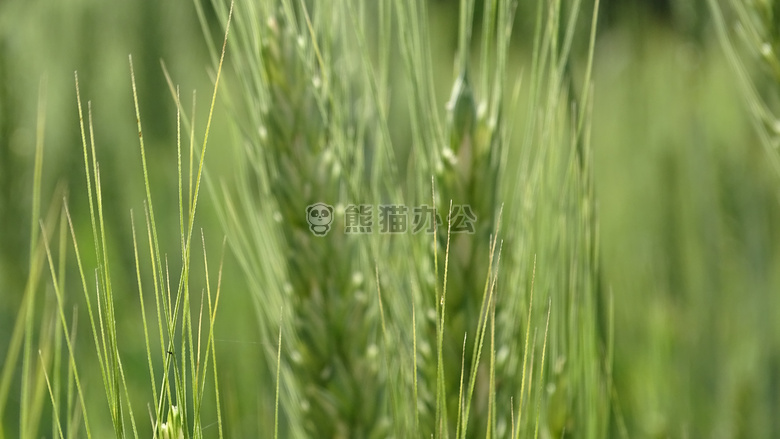 农业 大麦 谷物