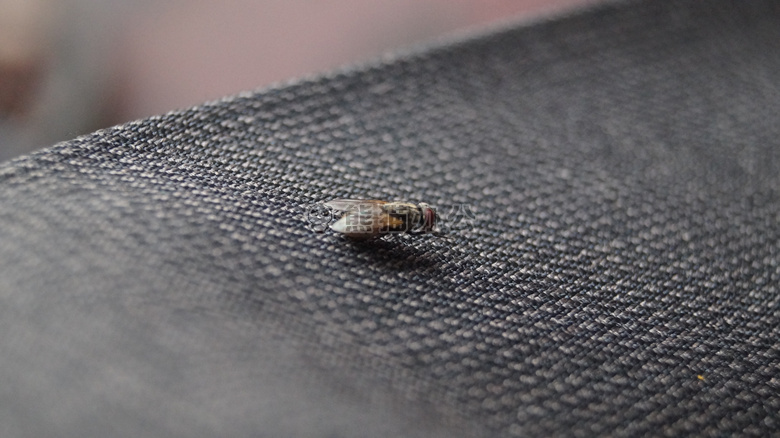 动物 生物学 模糊