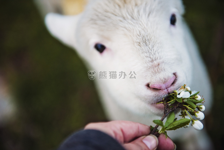 模糊 芽 关闭