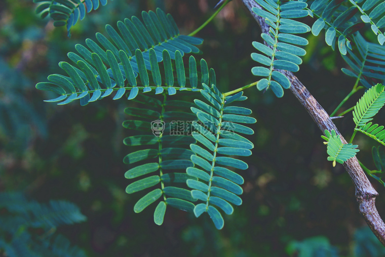 生物学 黑色 模糊