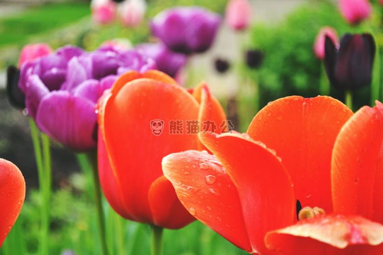 美丽的 开花 绽放