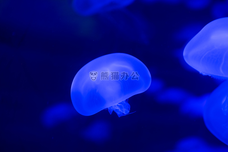 水族馆 艺术 生物学