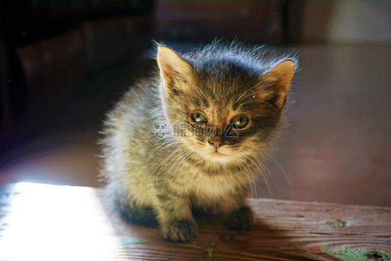 可爱极了 动物 猫