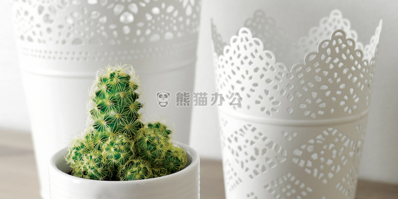 仙人掌 植物 容器