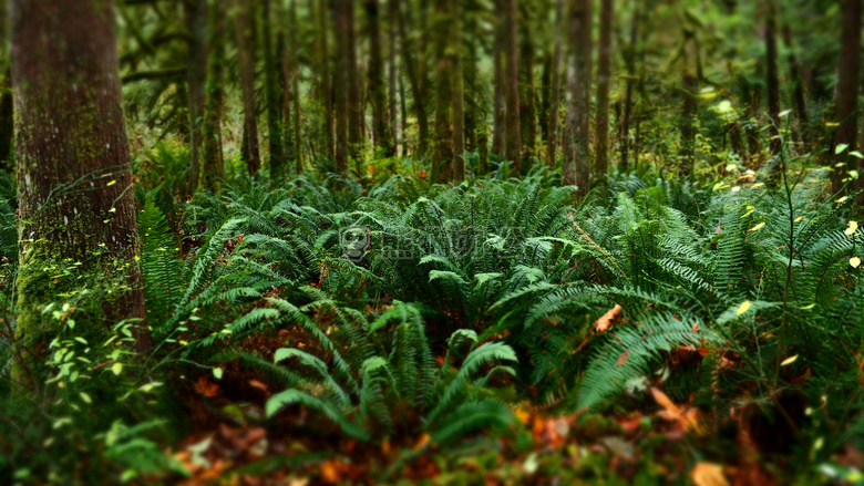 散景 蕨类植物 森林