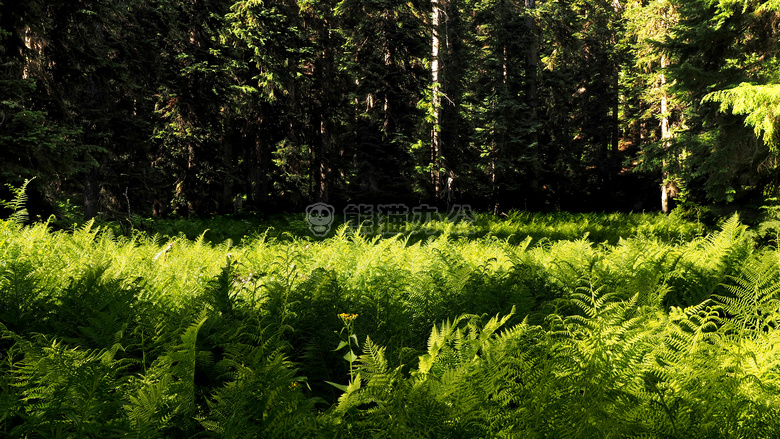 蕨类植物 森林 光