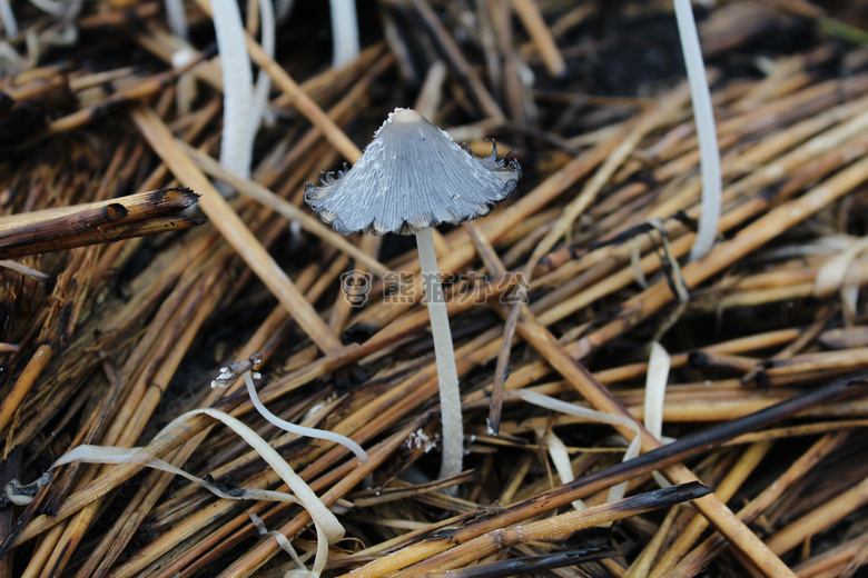 茂物 森林 蘑菇