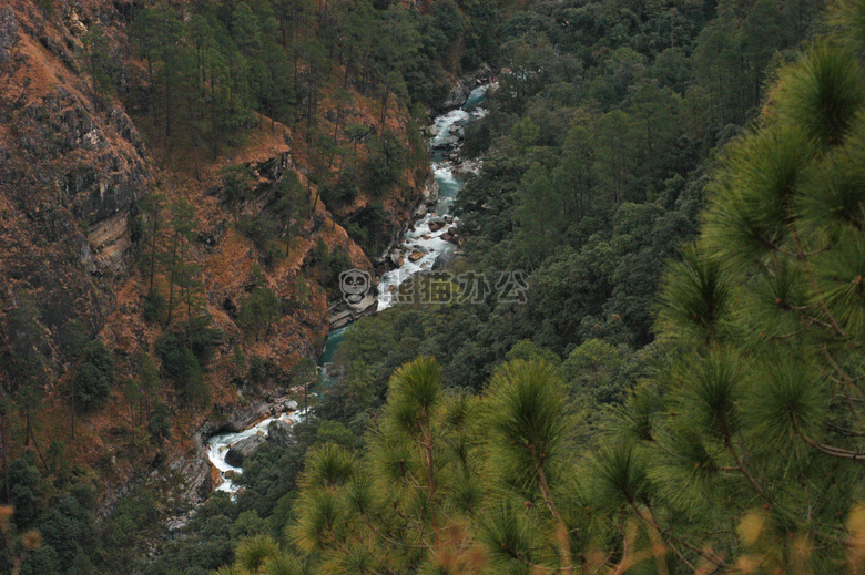 森林 喜马拉雅 印度