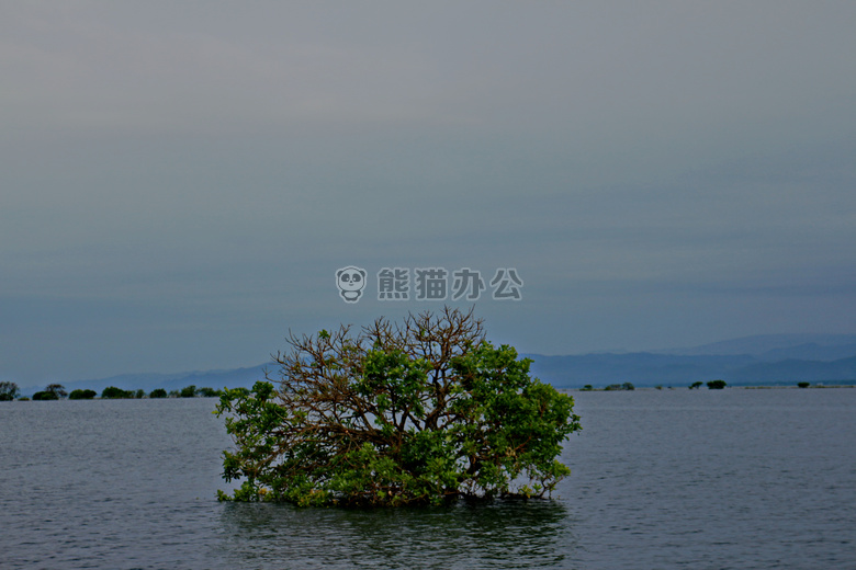 亚洲 桦木 蓝色
