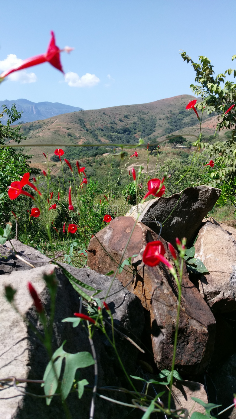 花 山 大牧场