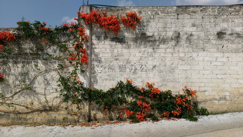 砖 花 葡萄藤