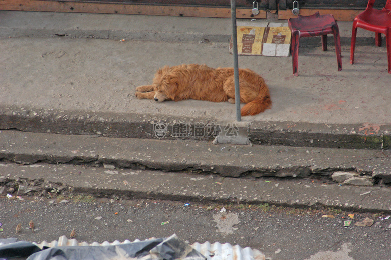 “布题亚犬” 狗 喜马拉雅