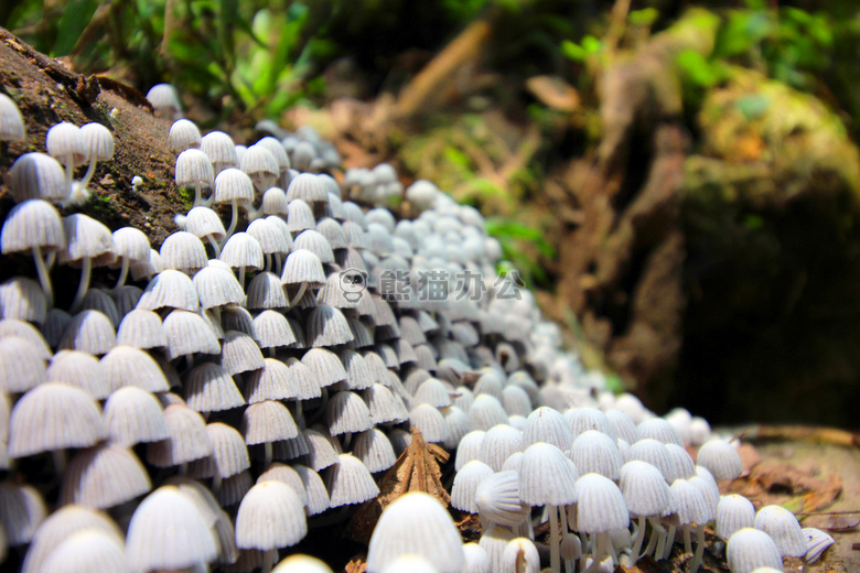 真菌 蘑菇 自然