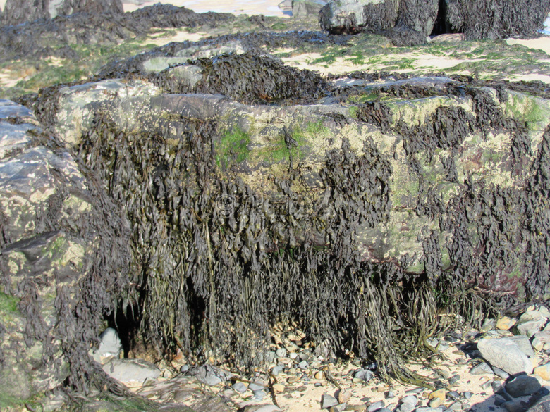 海滩 海藻