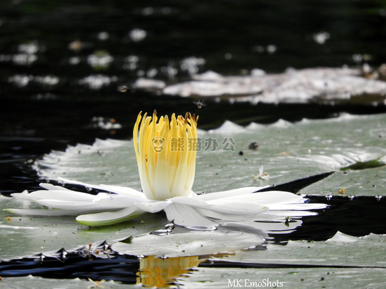 美丽的 花 莲花