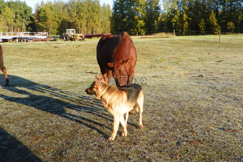 加拿大 狗 heidisphotos