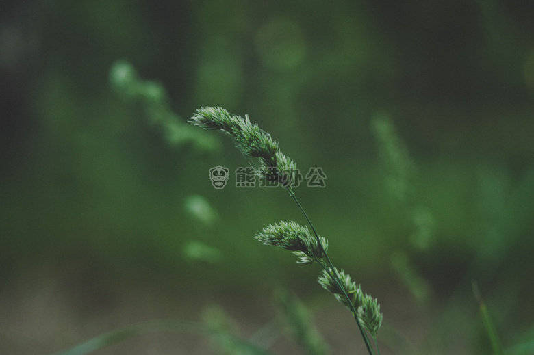 草 绿色 生长