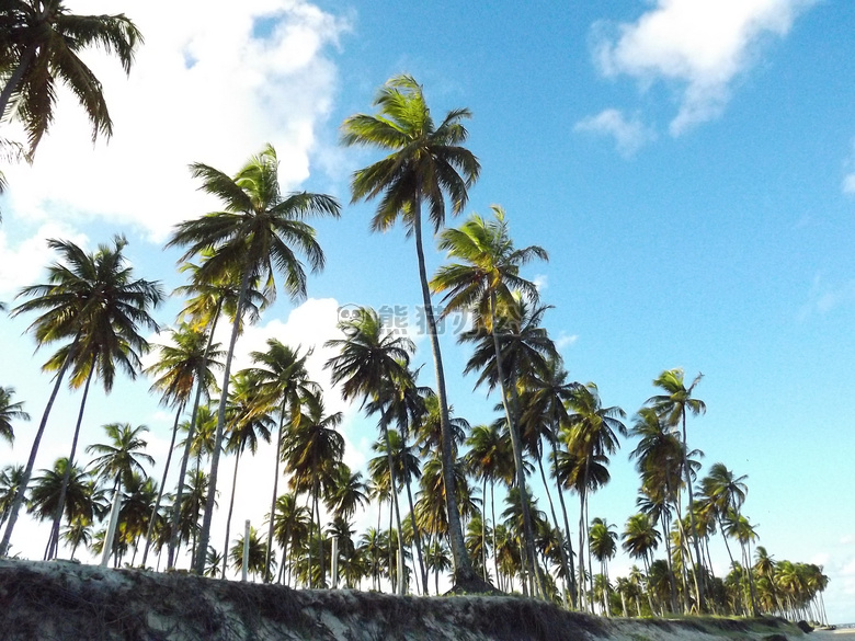 椰子 树 自然