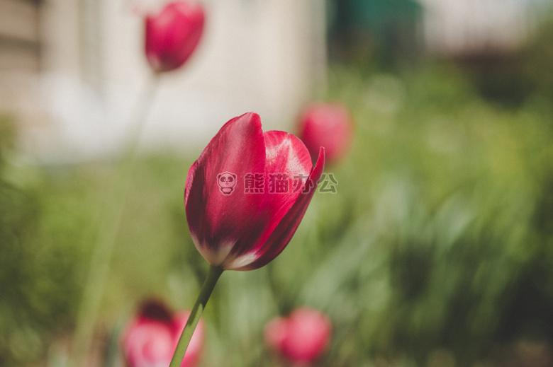 颜色 深的 花