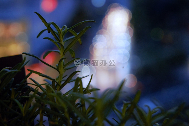 散景 咖啡馆 装饰