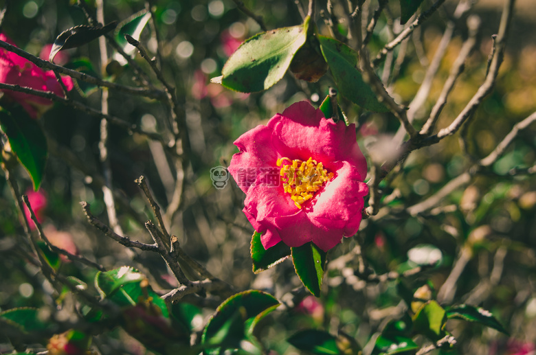 植物学的 花园 花