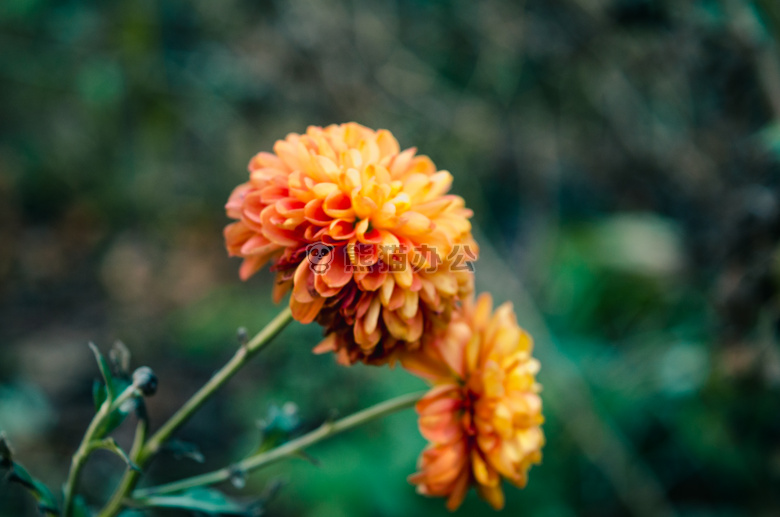 植物学的 花园 达勒姆