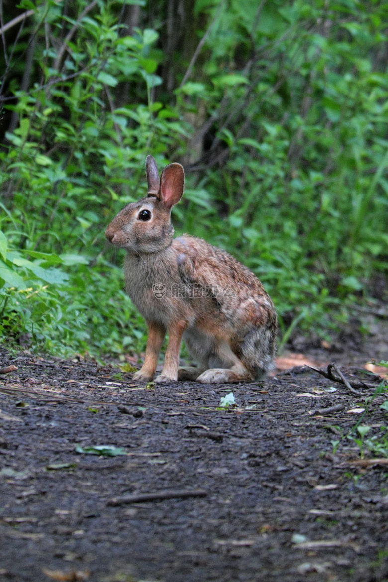 棉尾兔 兔子