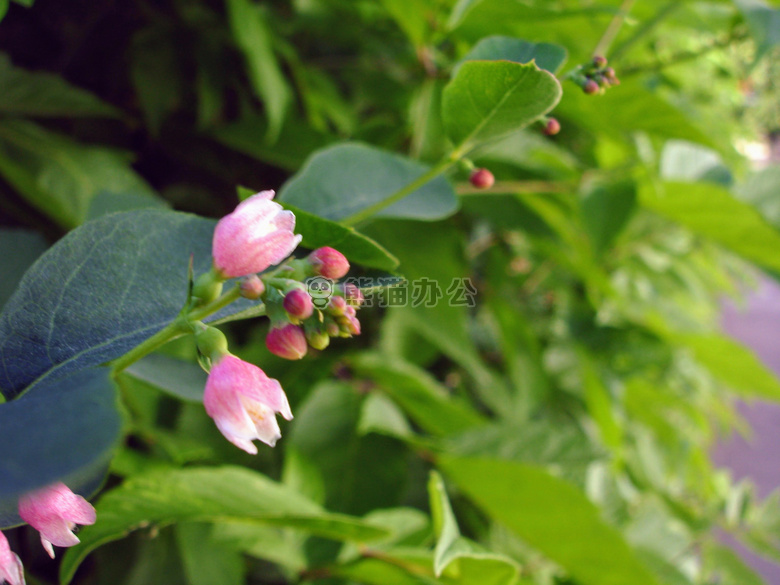 美丽的 花 关闭
