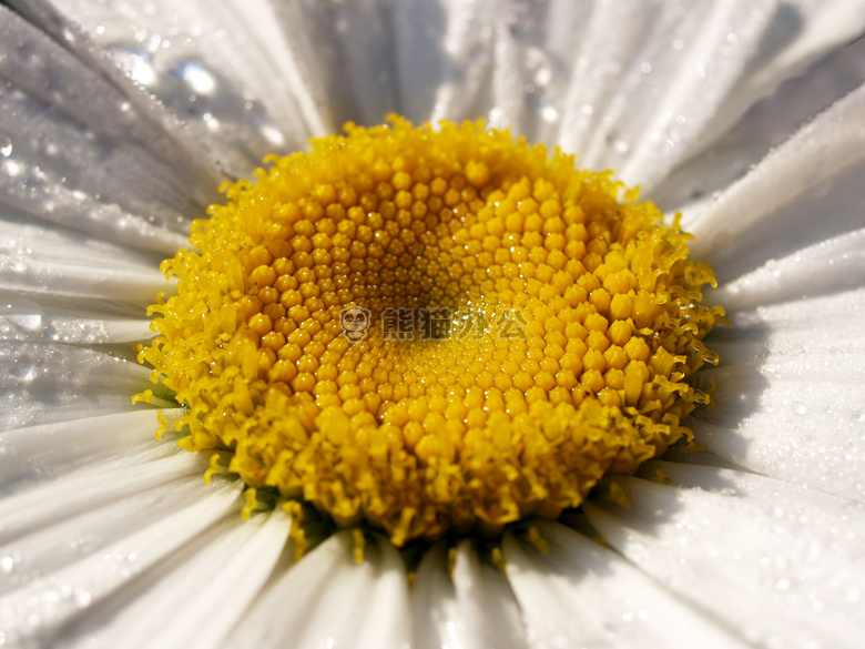 开花 特写 雏菊