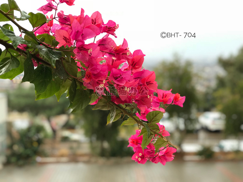 粉红色 花 雨