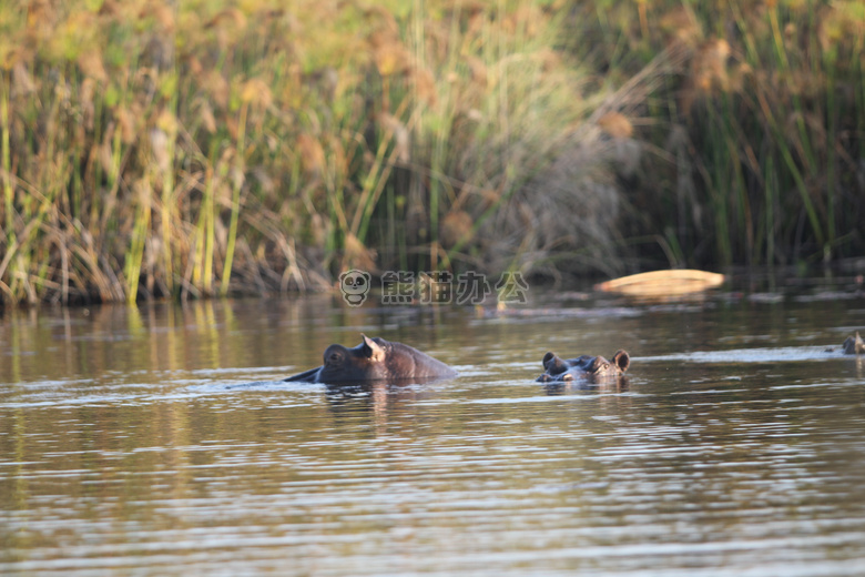 博茨瓦纳 河马 okawango