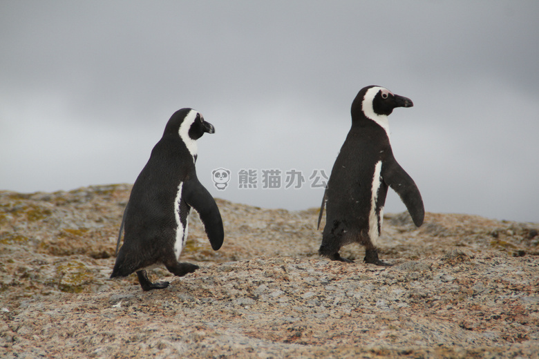 动物 鸟 海角