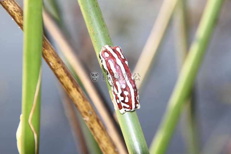 博茨瓦纳 青蛙 okawango