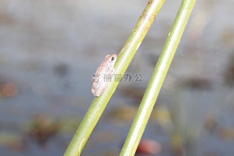 博茨瓦纳 青蛙 okawango