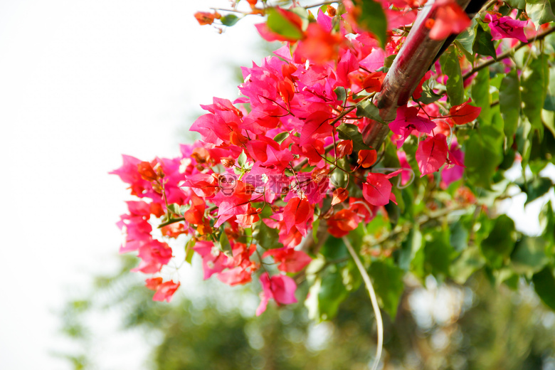 美丽的 花 束