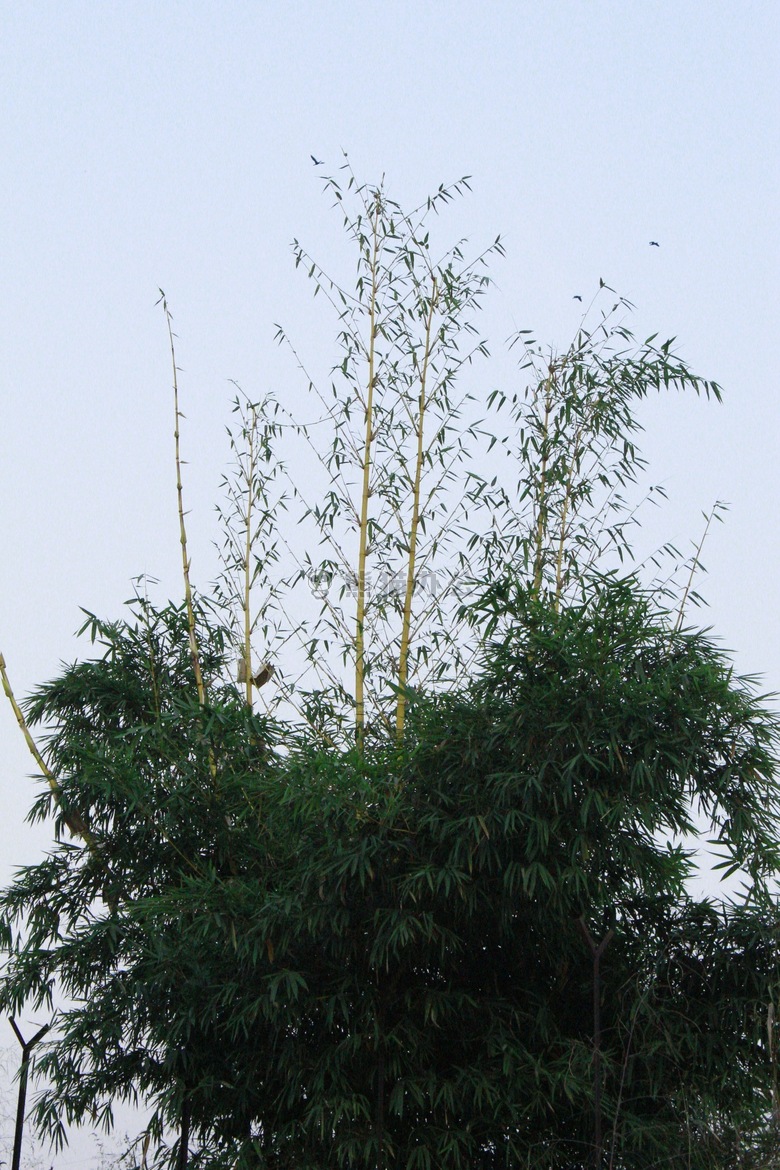 bambootree