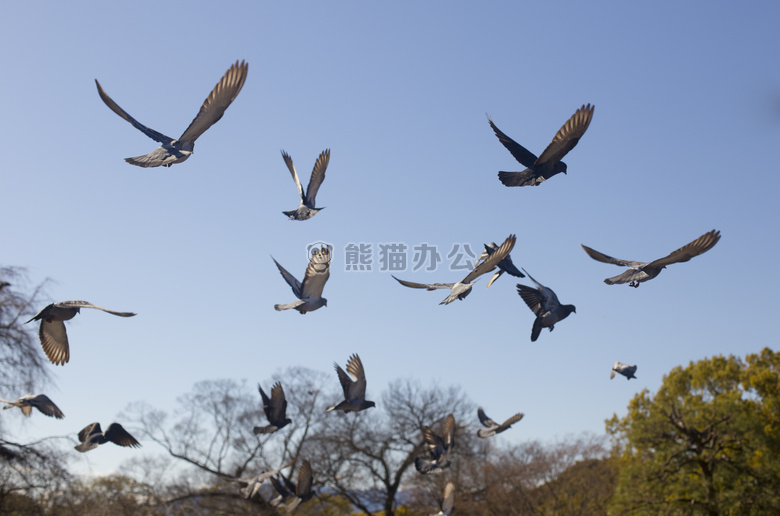 鸟 蓝色 天空